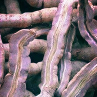 1kg Ba kích tím ,Rừng Quảng Ninh