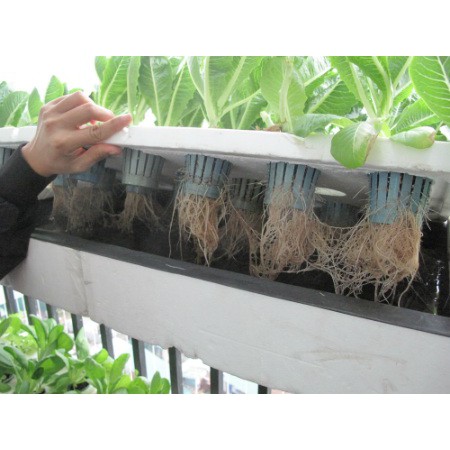 Giỏ trồng cây thủy canh đường kính phi 65