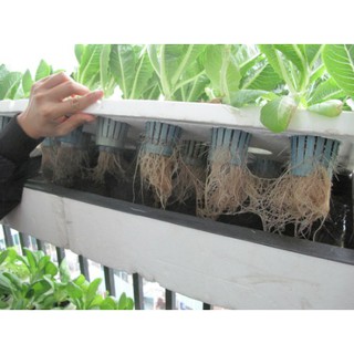Giỏ trồng cây thủy canh đường kính phi 65