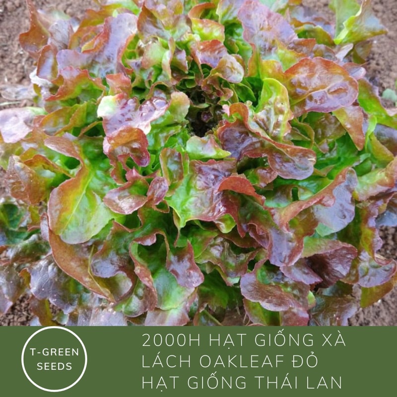 Hạt giống xà lách oakleaf đỏ