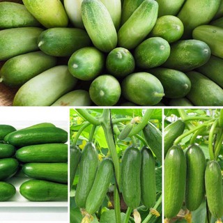 Hạt giống Dưa Leo Baby Boy F1, hạt nảy mầm cao, kháng sâu bệnh, siêu trái, ngon ngọt. nhập khẩu-  chuyên dụng.