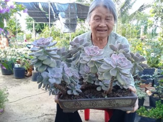 Sen hồng mập( sz lớn)