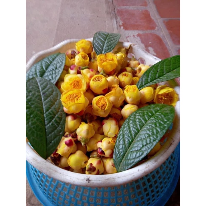100gr  Trà Hoa Vàng Sấy Lạnh Thượng Hạng - Đặc Sản Rừng