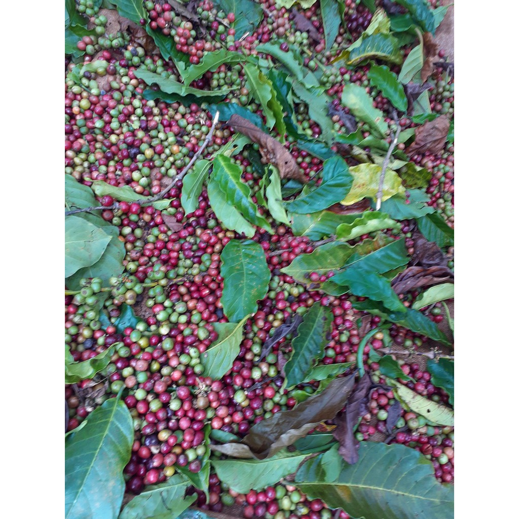500g Bột cà phê nguyên chất dak lak 100%