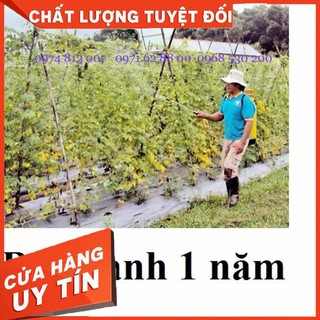 Bình xịt điện Oshima COV16 Giá cực Chất