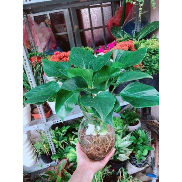 Cây Thanh Tâm Thuỷ Sinh