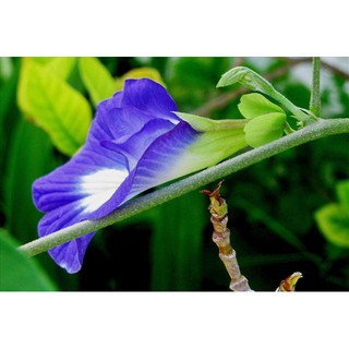 HẠT GIỐNG HOA ĐẬU BIẾC (bao zipper) - 20 HẠT/ GÓI