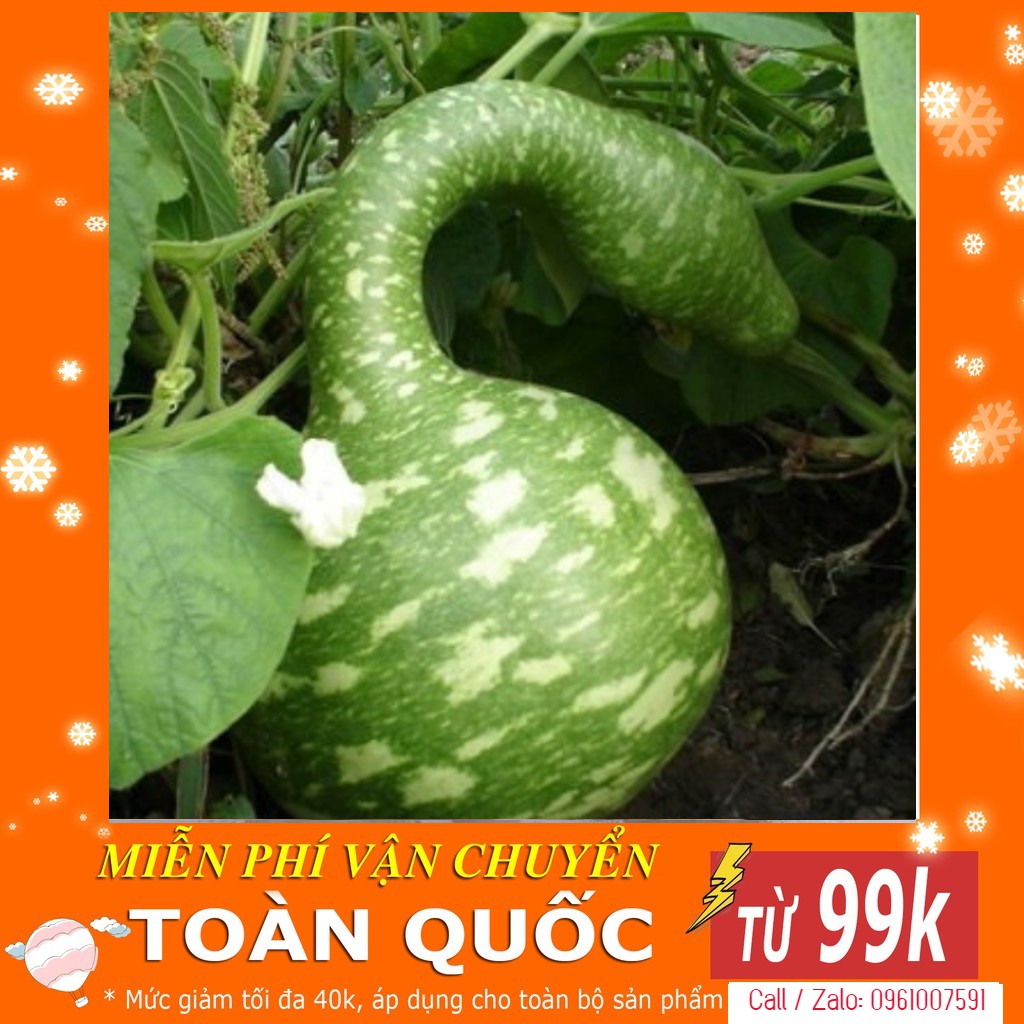 Hạt Giống Bầu Thiên Nga - 5 Hạt [ Tặng Kèm 1 Viên Nén Xơ Dừa ]