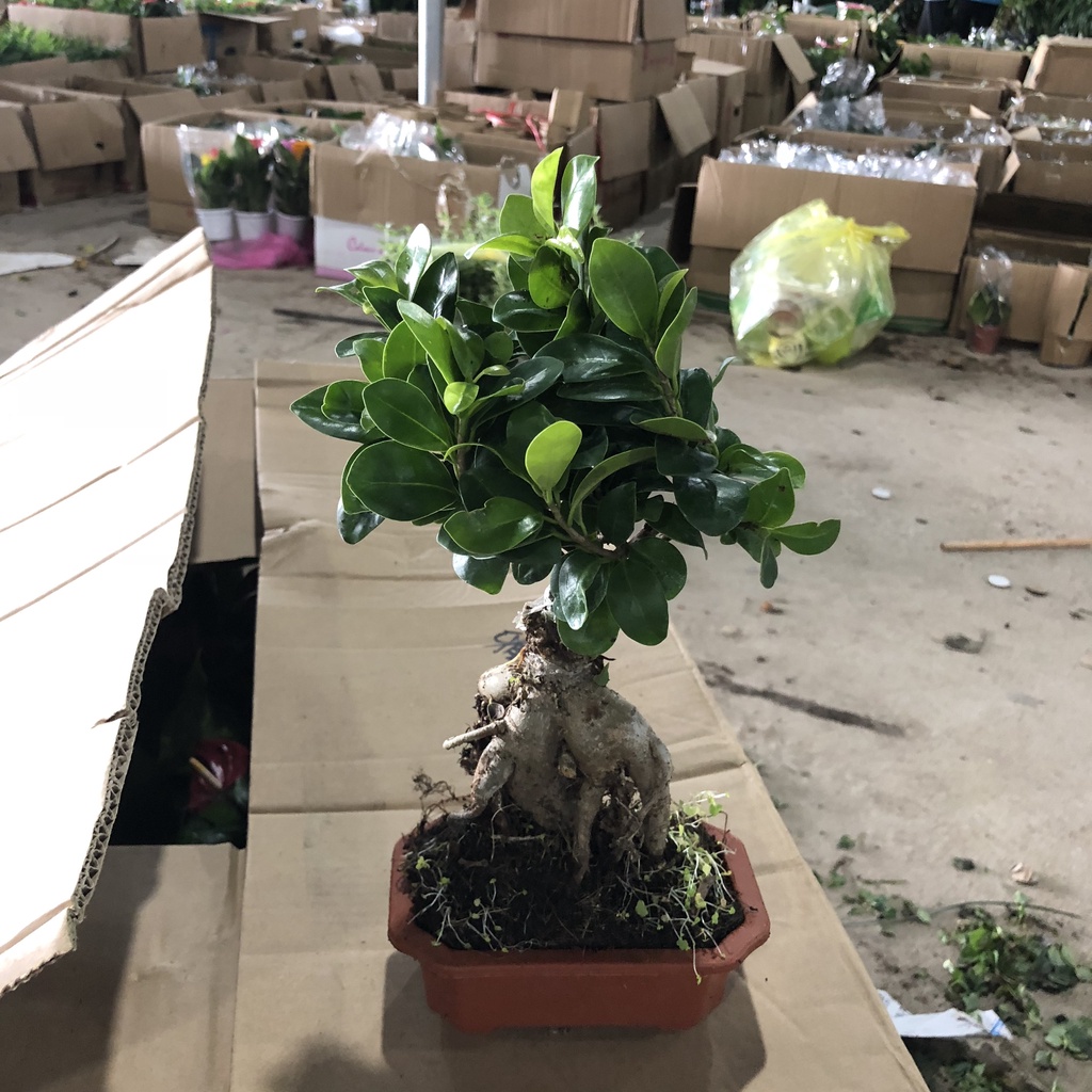 Cây si - Cây si bonsai cao 20cm thân phình to bắt mắt trang trí tiểu cảnh sân vườn