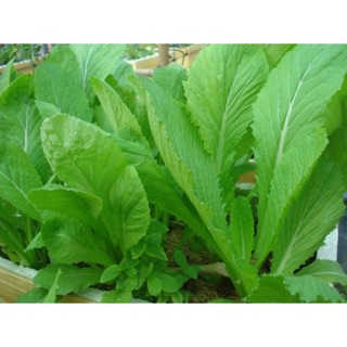 Hạt giống cải mỡ xanh