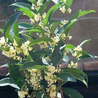 Cây mộc hương ta hoa trắng thơm cao 70-90cm