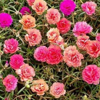200 hạt hoa mười giờ kép mỹ mix