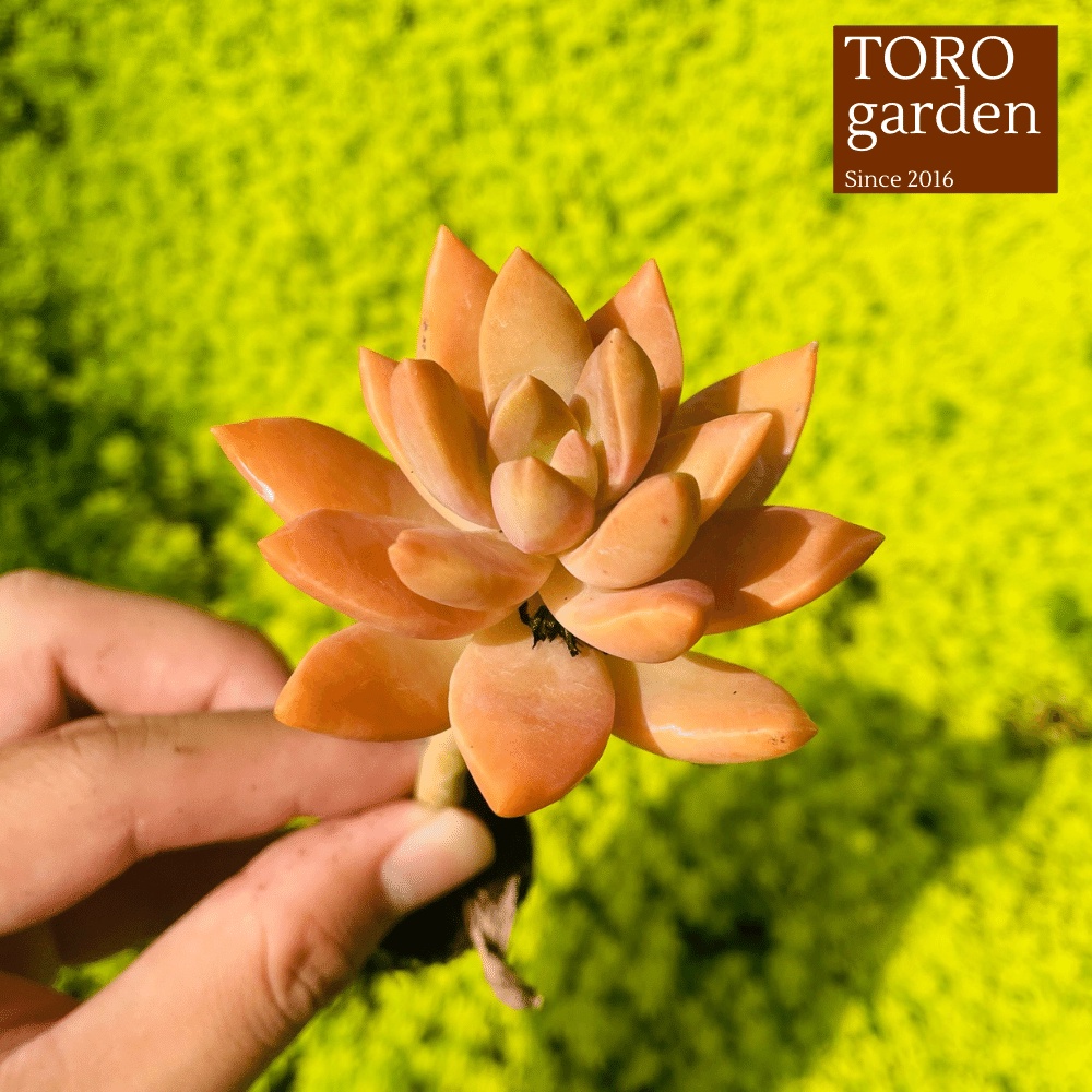 Sen đá đá đỏ cổ thụ Đà Lạt size mini cây cảnh trang trí nhà cửa Toro garden