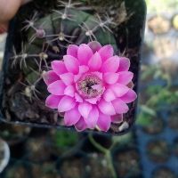 Xương rồng gym chậu 7cm