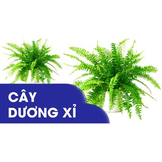 giá gốc-CÂY DƯƠNG XỈ BÔNG