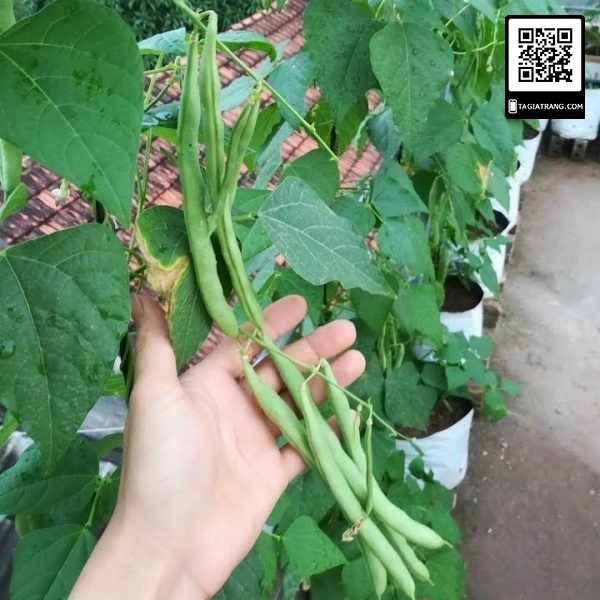 Hạt giống đậu cove leo cao sản hạt nâu (đậu trạch) - Sản phẩm trồng thử tập làm vườn cùng Tạ Gia Trang