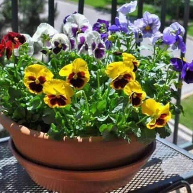 Hạt Giống Hoa Pansy Mix - 50 Hạt