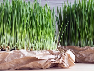 5kg lúa mì (lúa mạch) cho Gia Súc, Gia Cầm.