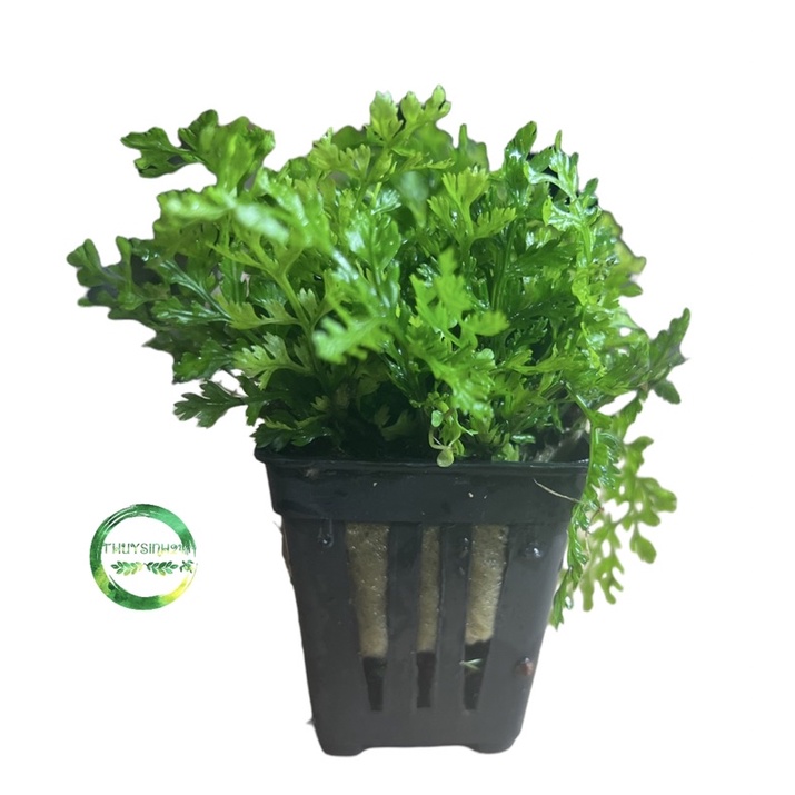 Dương xỉ châu phi mini - cây thuỷ sinh | cây dương xỉ thuỷ sinh