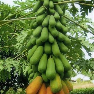 Hạt giống đu đủ Hà Lan F1