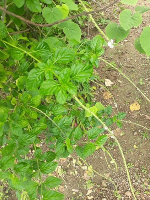 1KG CÂY ĐUÔI CHUỘT HOÀ BÌNH