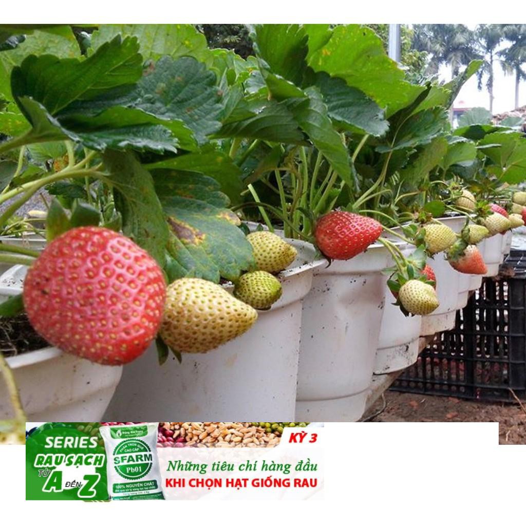 Gói 100 Hạt giống Dâu Tây Quả To, Chịu nhiệt  free ship toàn quốc