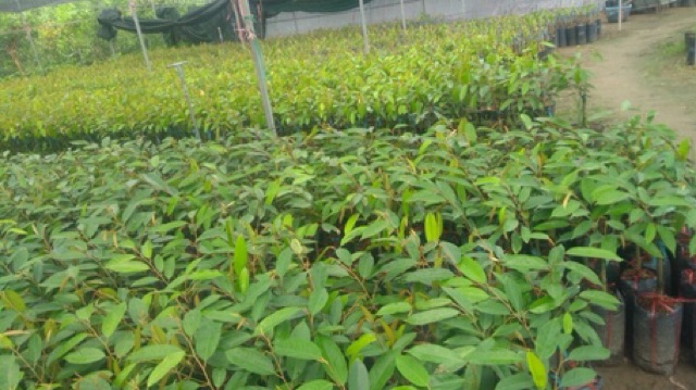 Cây Giống Sầu Riêng MusangKing D197 Malaysia