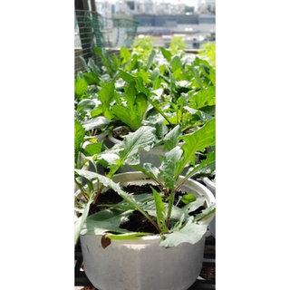 Cây giống Bồ Công Anh lùn (3 cây 1 chậu)