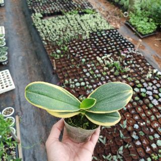 Lan Hồ Điệp lá biên