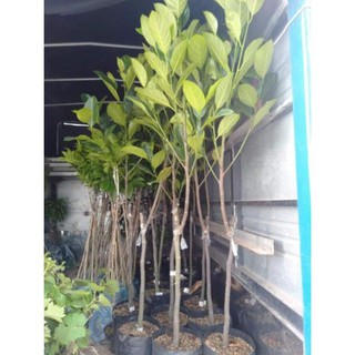 Mít tứ quý ra quả quanh năm cây choai 1.6m , cây đẹp, giống chuẩn