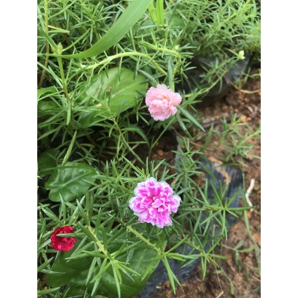 bầu hoa 10h thái kép