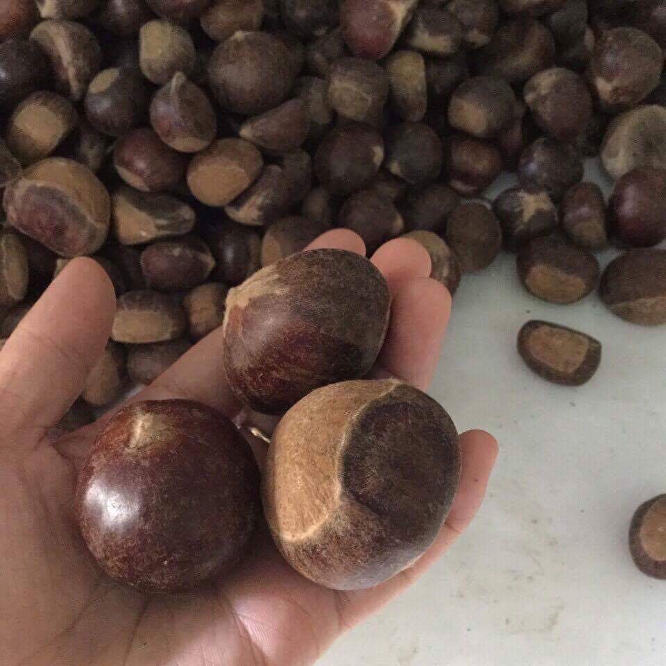 HẠT DẺ CAO BẰNG