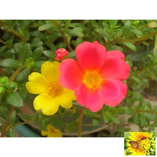 100 hạt hoa 10h sam (hoa sam)