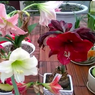 CỦ HOA LAN HUỆ ĐỎ NHUNG NGẬM NỤ