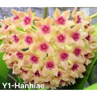 Cây giống cẩm cù thơm