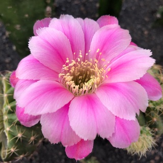 Cây giống hoa xương rồng lobivia (GLX)