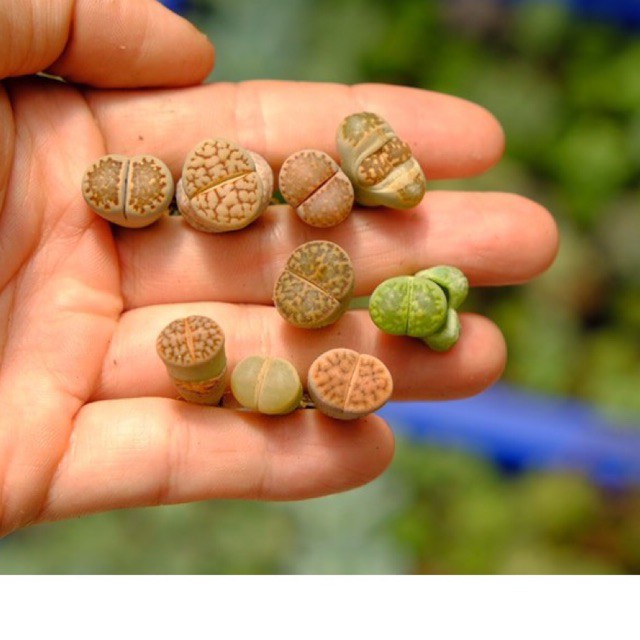 SEN MÔNG- LITHOP- THẠCH LAN SIÊU CUTE