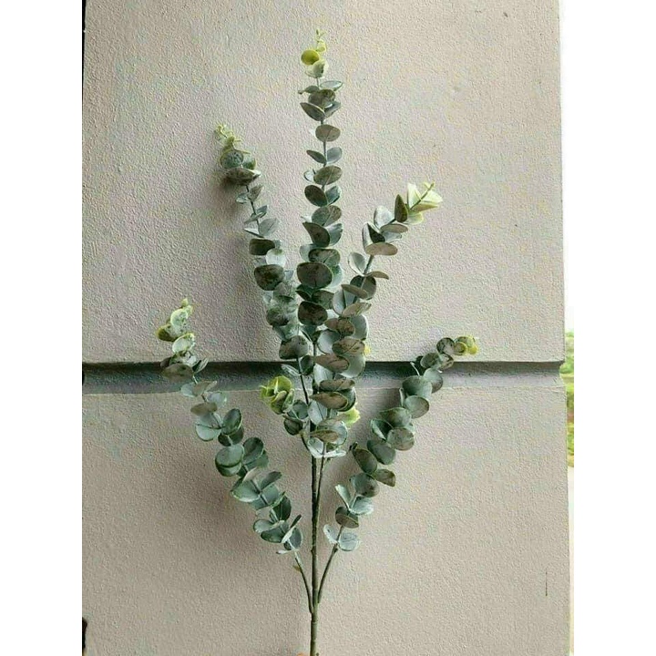 Cành Lá Giả /lá Táo Cao Su Mốc, Lá Bạch Đàn , Khuynh Diệp Khô, Eucalyptus ,  , Sliver Dollar Dùng Để Trang Trí Decor
