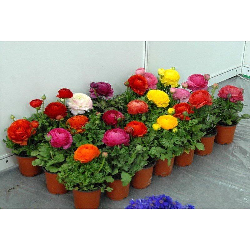 Hạt giống Hoa Hồng ri Ba tư Mix (Mao lương)