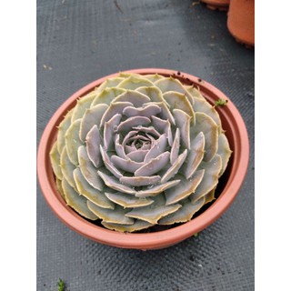 Sen bắp cải tím (size 15-19cm)
