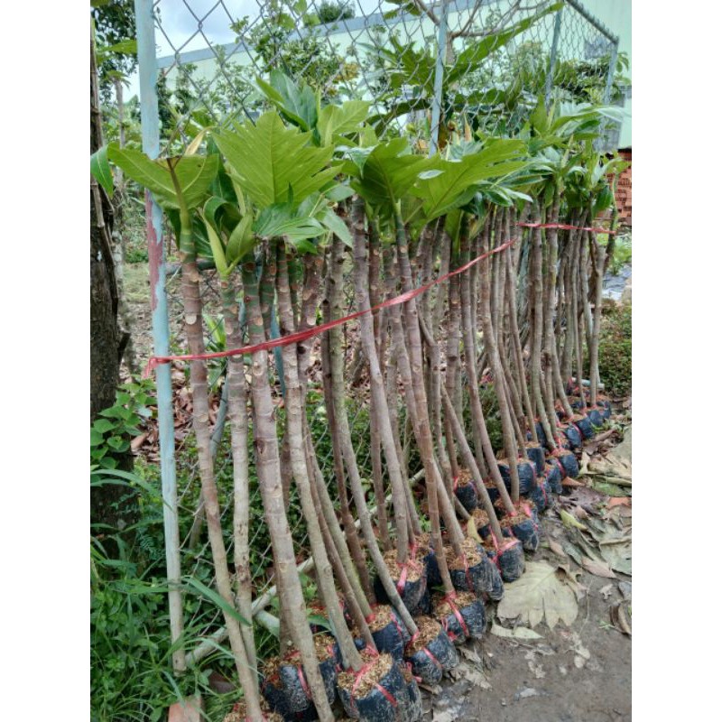 Cây Sake.... Sáp....siêu trái....1m50☆☆☆☆☆