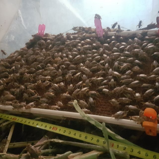 Shop côn trùng, bò sát.