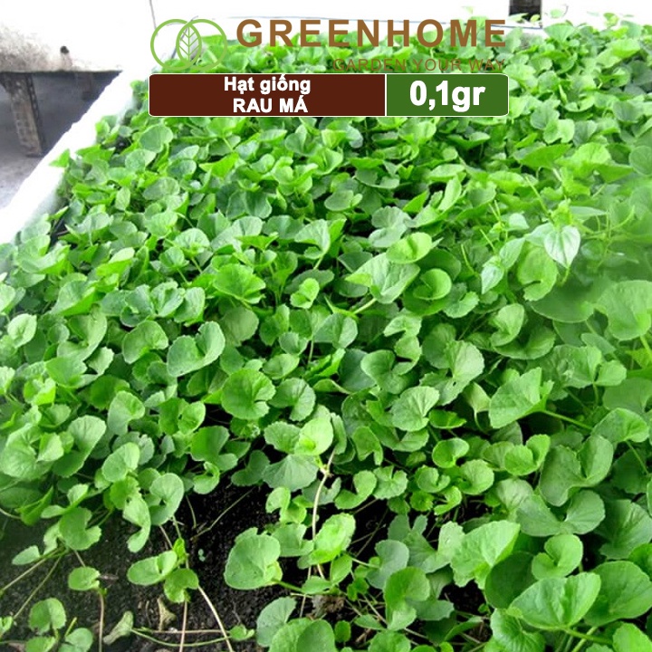 Hạt giống rau Má Greenhome, gói 0.1gr, sinh trưởng mạnh, năng suất cao R12