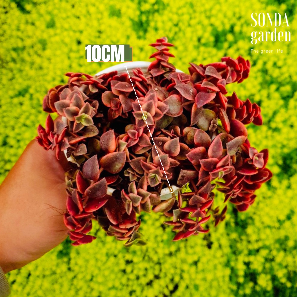 Sen đá sedum vảy rồng SONDA GARDEN size trung bình 10cm, cây cảnh trang trí nhà cửa, lỗi 1 đổi 1