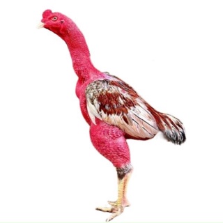Gà tập lực gà đá 3d, gà thú bông 3d