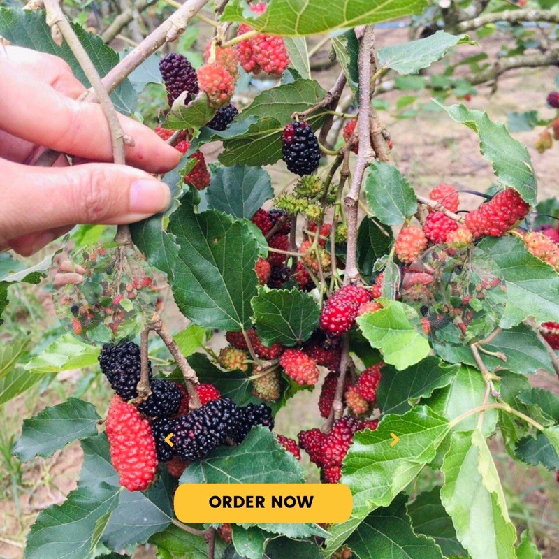 Dâu tằm tươi Đà Lạt hộp giấy 3kg - Nhận buổi Tối - hái trong ngày | BigBuy360 - bigbuy360.vn