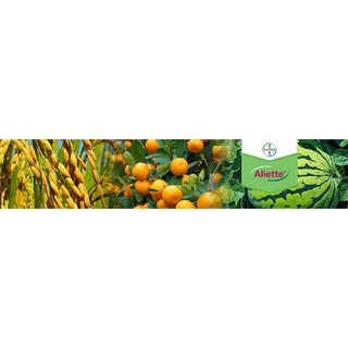 Aliette 100gr- Đặc trị vàng lá, thối rễ