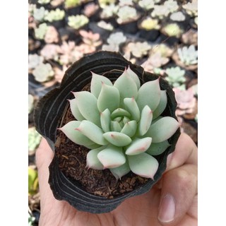 Sen Đá Ruby Trắng Size Mini, Xuất Xứ Đà Lạt, Lỗi 1 Đổi 1 💪 💪