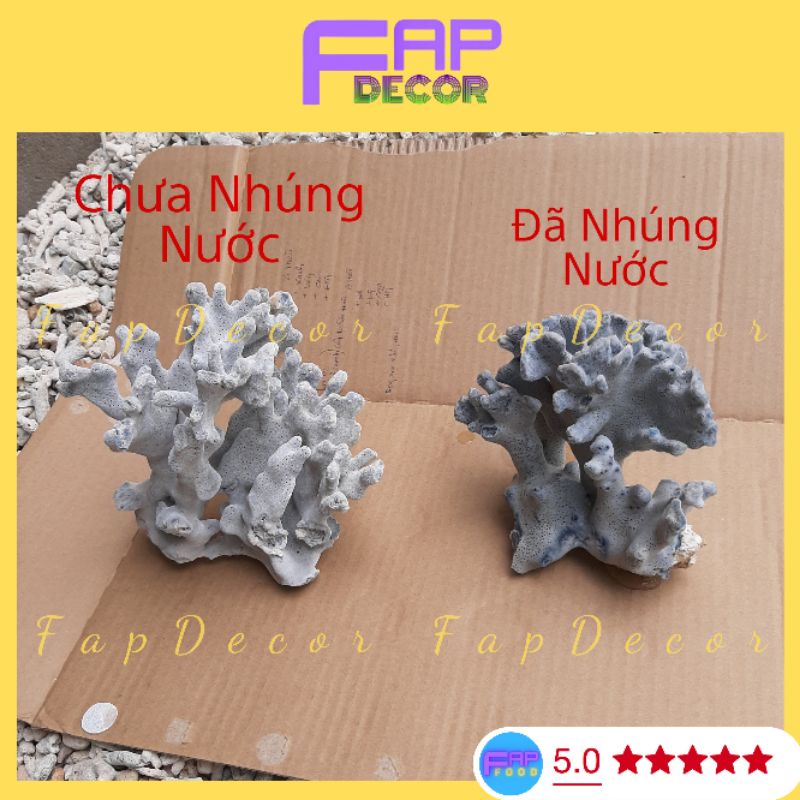 Bông Rạn Xanh Cao Cấp Hàng Hiếm Nhúng Nước Sẽ Lên Màu Siêu Đẹp Trang Trí Bể Cá, Thủy Sinh - FapFood