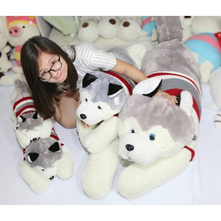 chó bông Husky